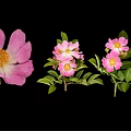 Vibrant Pink Flower Plant Featuring Green Leaves and Yellow Stamens Against Black Background
