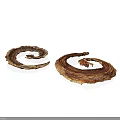 Two Brown Coiled Snakes Showing Curled Body Forms Against White Backdrop