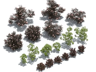Various Shrubs with Green and Dark Purple Foliage in Different Sizes Arranged on White Background 3d model