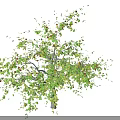 Fruit Tree With Green Leaves And Ripe Red Fruits Growing In Natural Outdoor Environment
