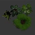 Various Indoor Potted Plants With Green Leaves In Black And White Ceramic Pots