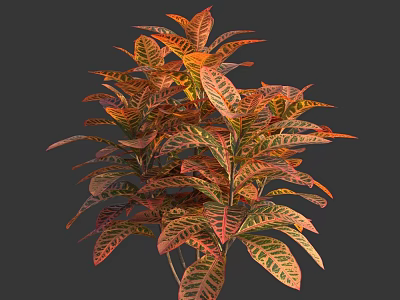 Vibrant Foliage Plant With Red Orange Yellow Green Leaves And Distinct Vein Patterns 3d model