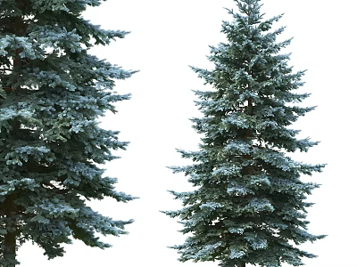 Modern Cedar Modern Tree Pine Tree Cedar Plant Green Planting Forest Leaves Branches Outdoor Big Tree 3d model
