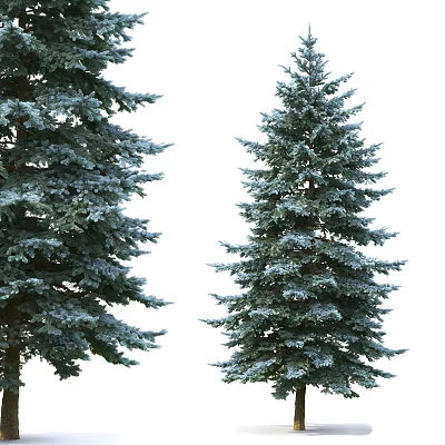 Evergreen Coniferous Trees With Dense Blue Green Foliage And Tall Straight Trunks 3d model