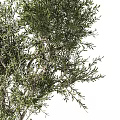 Bonsai Olive Tree With Lush Green Foliage And Exposed Roots In Square Pot