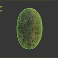 Oval Shaped Wood Stone Decorative Ornament With Natural Yellow Brown Black Texture And Polished Surface