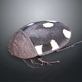 Black beetle with distinct white spots on its back and dark exoskeleton 3d model
