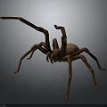 Brown Spider with Large Body and Eight Long Legs on Gray Background