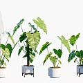 Multiple Potted Bonsai Plants With Green Large Foliage In White Planters On Wooden Stands