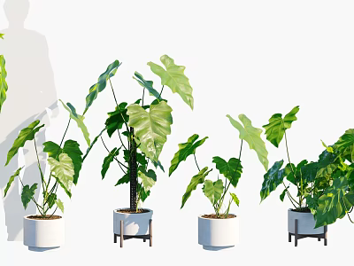 Multiple Potted Bonsai Plants With Green Large Foliage In White Planters On Wooden Stands 3d model