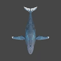 Realistic Blue White Whale with Textured Skin in Gradient Background