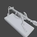 Detailed Feline Skeleton With Complete Bone Structure On Black Display Base