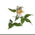 White Camellia Flowers with Large White Petals Yellow Stamens and Green Leaves on Black Background