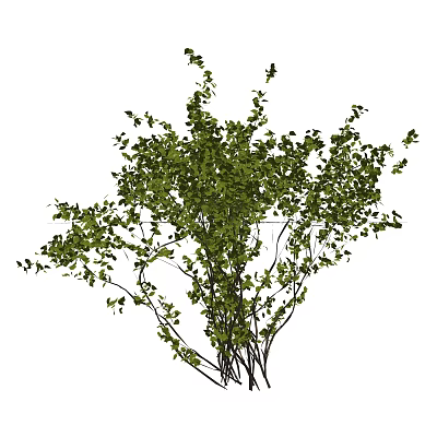 Lush Green Bush With Natural Dense Foliage And Multiple Branches 3d model