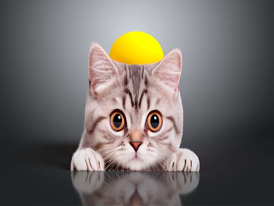 Cute Cat With Yellow Ball On Head Lying On Black Surface Big Eyes And Reflection 3d model