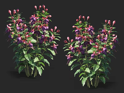 Vibrant Purple Flowers With Pink Buds And Green Leaves In Two Bunches 3d model