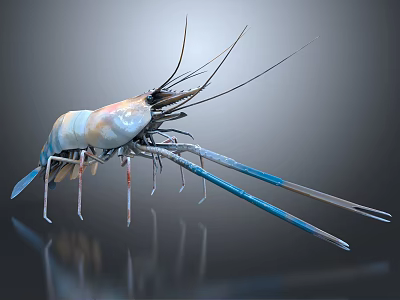 Detailed 3D Rendered Shrimp With Long Antennae And Blue Claws In High Definition Close Up 3d model