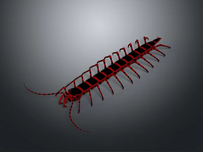 Red Centipede 3D Model With Segmented Body And Long Legs On Gray Background 3d model