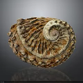 Spiral Conch Mollusk With Intricate Brown And White Patterns On Textured Shell Surface 3d model