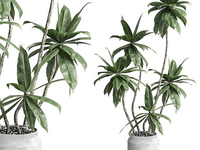 Indoor Plants 460 Concrete Soil Vase Plant Banyan Tree Pot 3d model