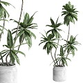 Indoor Plants 460 Concrete Soil Vase Plant Banyan Tree Pot 3d model