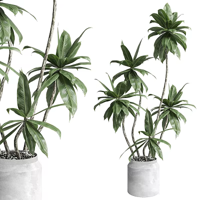 Potted Bonsai Plants With Large Green Leaves And Multiple Stems In Gray Ceramic Pots 3d model