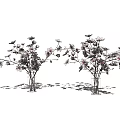 Transparent Glass Vases With White And Pink Flower Branches On White Background