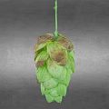 Fresh Green Hop Cone With Brown Edges On Gray Background