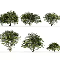 Various Sizes of Lush Green Arbor Trees With Dense Foliage in Natural Scene