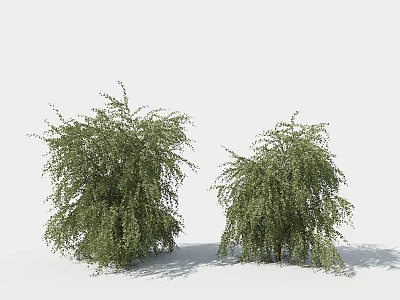 Two Green Shrubs with Lush Foliage and Bushy Branches in Outdoor Garden 3d model