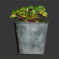 Colorful Variegated Indoor Plant With Green Red Yellow Leaves In Galvanized Metal Pot