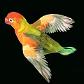 Colorful Flying Bird With Red Head Orange Body Green Tail Spread Wings on Black Background