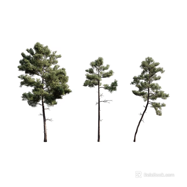 Three Pine Trees With Different Growth Shapes Green Foliage And Straight Curved Trunks 3d model 