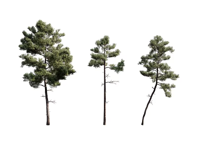 Three Pine Trees With Different Growth Shapes Green Foliage And Straight Curved Trunks 3d model