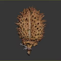 Fresh Spiky Durian Fruit with Brown Outer Shell and Tropical Ripe Appeal