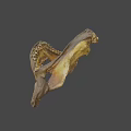 Shark Jaw Fossil With Sharp Teeth On Display In Museum Setting