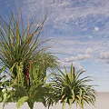 Mixed Plant Combination With Long Leafy Ferns Clustered Green Pods And Lush Greenery
