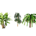 Various Crop Plants Featuring Banana Trees Fruit Bearing Shrubs And Long Green Leaves