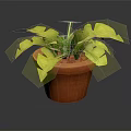 Green Leafy Plant With Large Split Leaves In Terracotta Pot For Indoor Decor