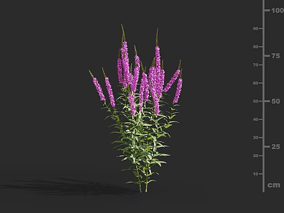 Vibrant Purple Flowers with Lush Green Leaves and Multiple Tall Stems Displaying Height 3d model