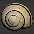 Shiny Spiral Shell With Cream White Base And Dark Brown Stripes