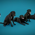 Various Reptile Species Displaying Natural Behaviors On Blue Studio Background