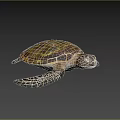 Marine Aquatic Sea Turtle With Golden Brown Patterned Shell And Detailed Flippers