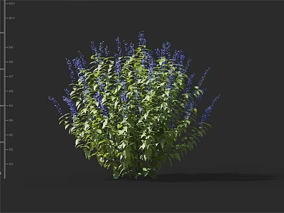 Lush Green Leafy Plant With Vibrant Purple Flowers In Full Bloom 3d model