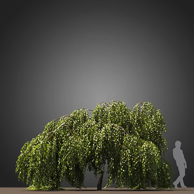 Lush Green Tree with Weeping Branches and Dense Foliage Beside Human Silhouette 3d model