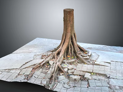 Natural Wood Tree Stump with Exposed Roots Growing Through Cracked Stone Slabs 3d model