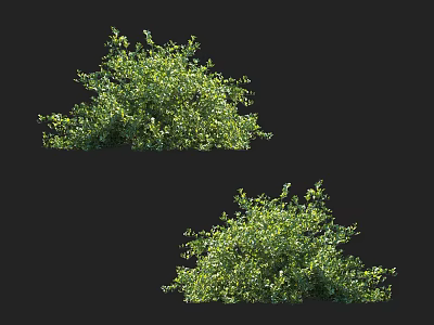 Lush Green Shrubs With Dense Healthy Foliage For Garden Landscaping 3d model