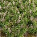 Lush Herbaceous Plants With Green Leaves And White Flowers In Dense Growth