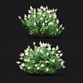 Lush Blooming Shrub With White Flowers And Green Leaves Against Black Background