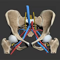 Anatomical Pelvis 3D Model With Detailed Vascular Structure And Colored Blood Vessels